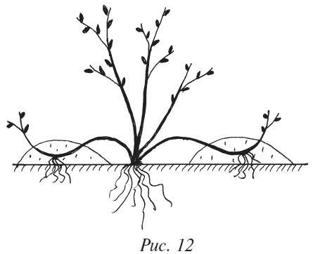 Иллюстрация к книге — Плодовые кусты вашего сада [i_016.jpg]