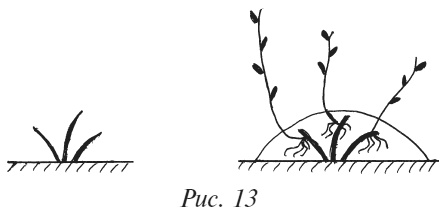 Иллюстрация к книге — Плодовые кусты вашего сада [i_017.jpg]