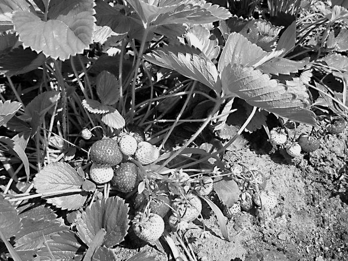 Иллюстрация к книге — Плодовые кусты вашего сада [i_019.jpg]