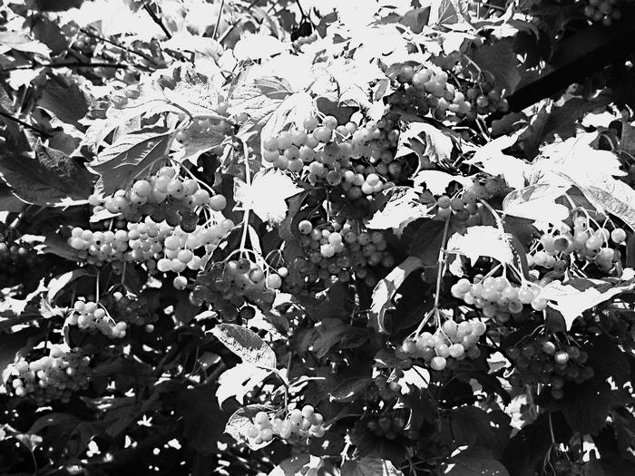 Иллюстрация к книге — Плодовые кусты вашего сада [i_021.jpg]