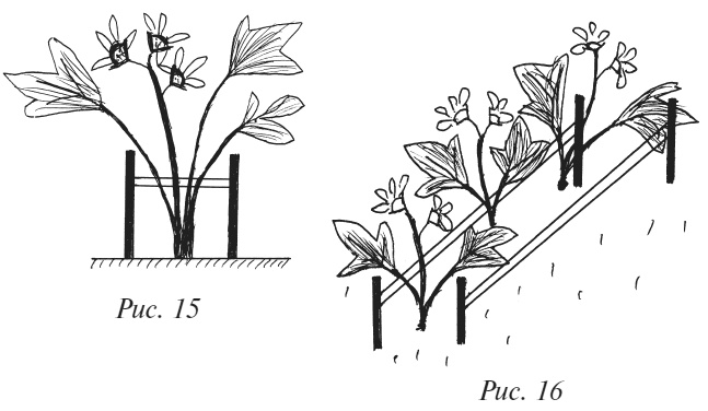 Иллюстрация к книге — Плодовые кусты вашего сада [i_022.jpg]