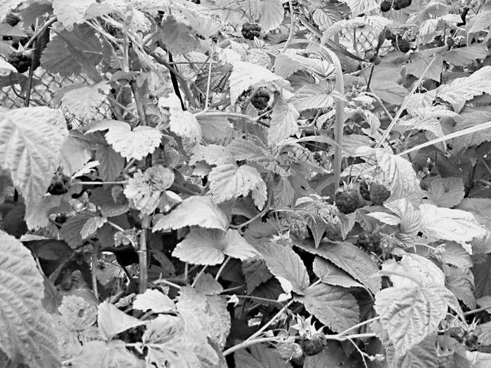 Иллюстрация к книге — Плодовые кусты вашего сада [i_023.jpg]