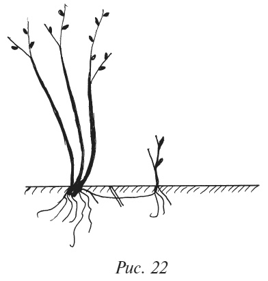 Иллюстрация к книге — Плодовые кусты вашего сада [i_028.jpg]