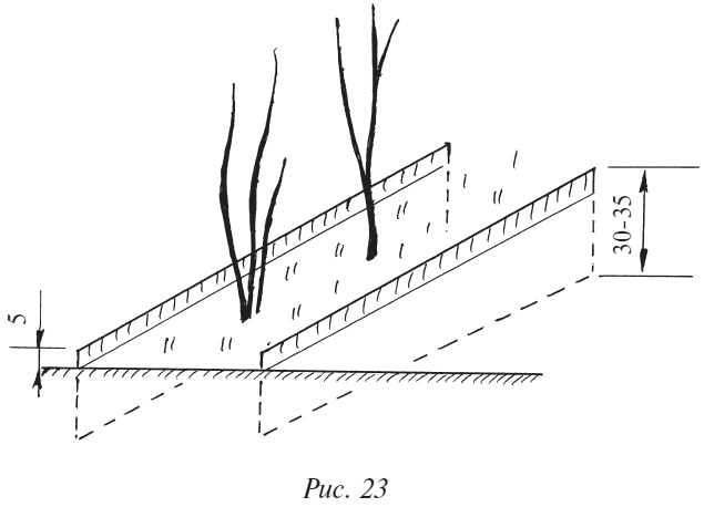 Иллюстрация к книге — Плодовые кусты вашего сада [i_029.jpg]