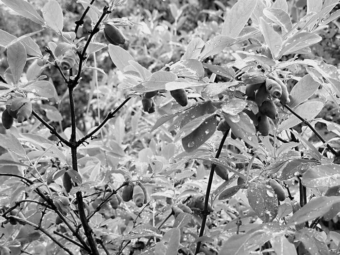 Иллюстрация к книге — Плодовые кусты вашего сада [i_030.jpg]