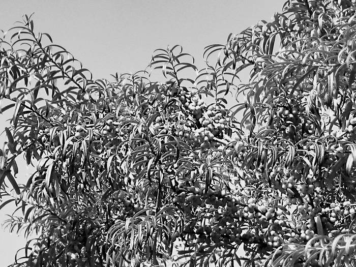 Иллюстрация к книге — Плодовые кусты вашего сада [i_032.jpg]