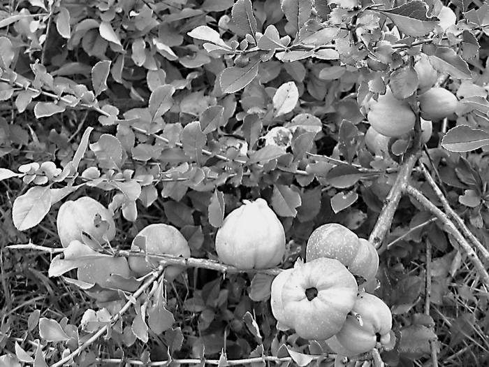 Иллюстрация к книге — Плодовые кусты вашего сада [i_034.jpg]