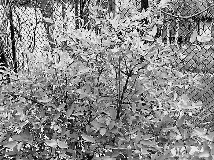 Иллюстрация к книге — Плодовые кусты вашего сада [i_036.jpg]