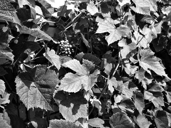 Иллюстрация к книге — Виноград вашего сада в средней полосе России [_02.jpg]