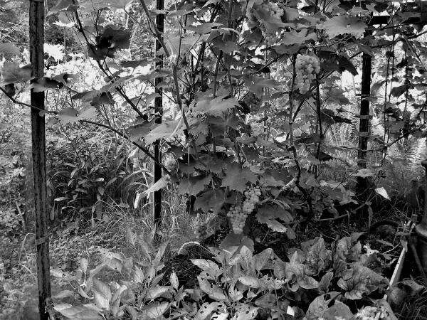 Иллюстрация к книге — Виноград вашего сада в средней полосе России [_04.jpg]