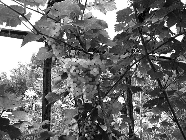 Иллюстрация к книге — Виноград вашего сада в средней полосе России [_05.jpg]