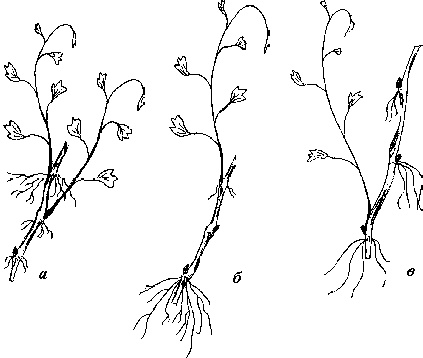 Иллюстрация к книге — Виноград вашего сада в средней полосе России [_06.jpg]