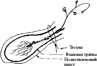 Иллюстрация к книге — Виноград вашего сада в средней полосе России [_07.jpg]