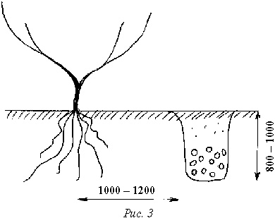 Иллюстрация к книге — Виноград вашего сада в средней полосе России [_08.jpg]