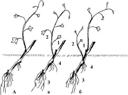 Иллюстрация к книге — Виноград вашего сада в средней полосе России [_11.jpg]