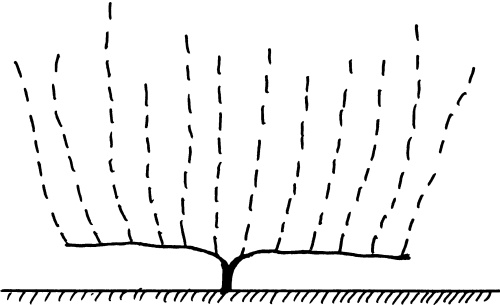 Иллюстрация к книге — Виноград вашего сада в средней полосе России [_14.jpg]