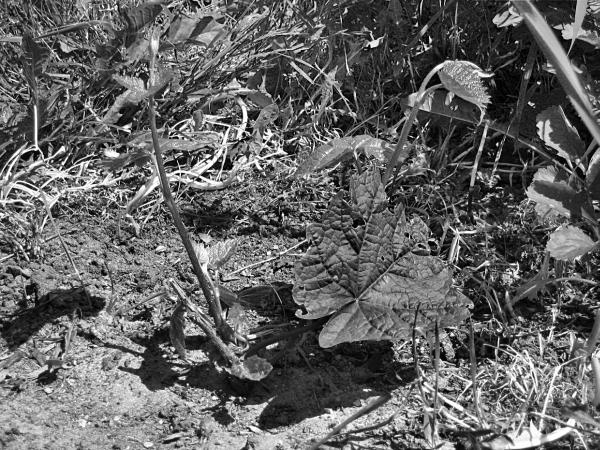 Иллюстрация к книге — Виноград вашего сада в средней полосе России [_15.jpg]