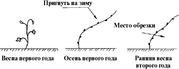 Иллюстрация к книге — Виноград вашего сада в средней полосе России [_16.jpg]