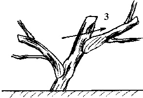 Иллюстрация к книге — Виноград вашего сада в средней полосе России [_19.jpg]