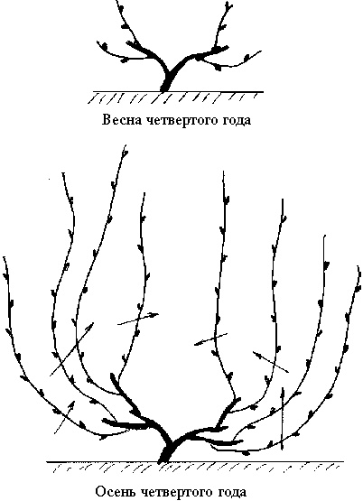 Иллюстрация к книге — Виноград вашего сада в средней полосе России [_20.jpg]