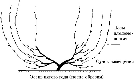 Иллюстрация к книге — Виноград вашего сада в средней полосе России [_23.jpg]