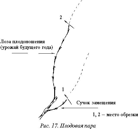 Иллюстрация к книге — Виноград вашего сада в средней полосе России [_24.jpg]