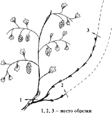 Иллюстрация к книге — Виноград вашего сада в средней полосе России [_25.jpg]