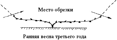 Иллюстрация к книге — Виноград вашего сада в средней полосе России [_26.jpg]