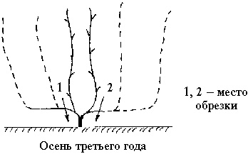 Иллюстрация к книге — Виноград вашего сада в средней полосе России [_29.jpg]