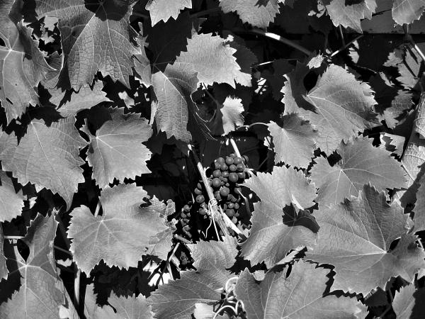 Иллюстрация к книге — Виноград вашего сада в средней полосе России [_31.jpg]