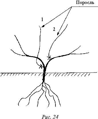 Иллюстрация к книге — Виноград вашего сада в средней полосе России [_32.jpg]