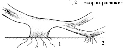 Иллюстрация к книге — Виноград вашего сада в средней полосе России [_35.jpg]