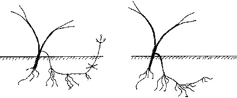 Иллюстрация к книге — Виноград вашего сада в средней полосе России [_36.jpg]