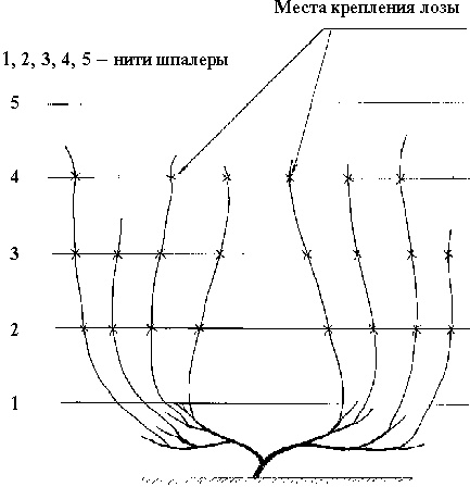 Иллюстрация к книге — Виноград вашего сада в средней полосе России [_40.jpg]
