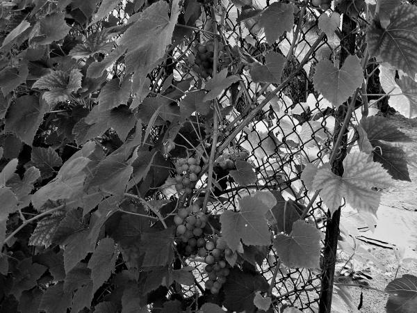 Иллюстрация к книге — Виноград вашего сада в средней полосе России [_41.jpg]