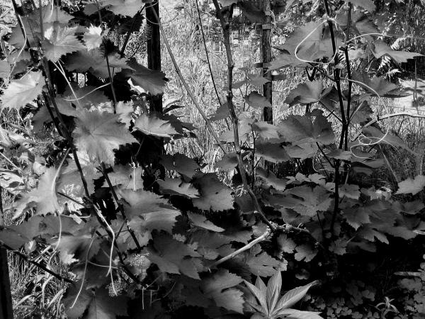 Иллюстрация к книге — Виноград вашего сада в средней полосе России [_42.jpg]