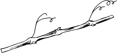 Иллюстрация к книге — Виноград вашего сада в средней полосе России [_43.jpg]