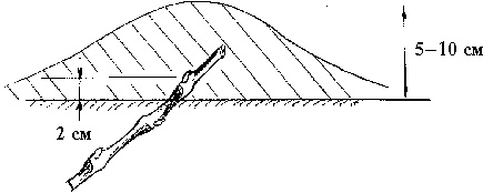 Иллюстрация к книге — Виноград вашего сада в средней полосе России [_45.jpg]