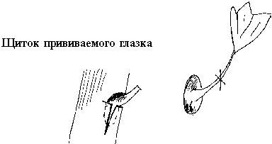 Иллюстрация к книге — Виноград вашего сада в средней полосе России [_51.jpg]