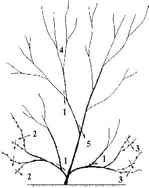 Иллюстрация к книге — Виноград вашего сада в средней полосе России [_52.jpg]