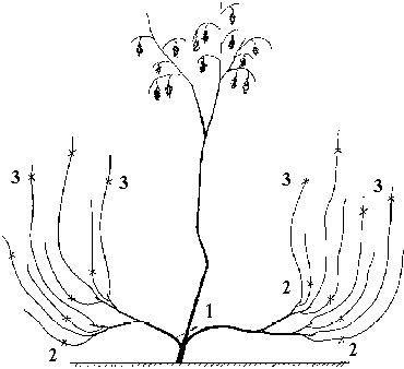 Иллюстрация к книге — Виноград вашего сада в средней полосе России [_54.jpg]