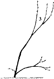 Иллюстрация к книге — Виноград вашего сада в средней полосе России [_56.jpg]