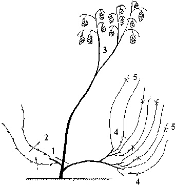 Иллюстрация к книге — Виноград вашего сада в средней полосе России [_57.jpg]