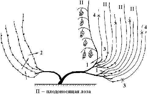 Иллюстрация к книге — Виноград вашего сада в средней полосе России [_58.jpg]