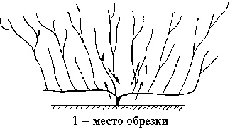 Иллюстрация к книге — Виноград вашего сада в средней полосе России [_59.jpg]