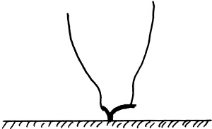 Иллюстрация к книге — Виноград вашего сада в средней полосе России [_60.jpg]