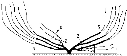 Иллюстрация к книге — Виноград вашего сада в средней полосе России [_63.jpg]