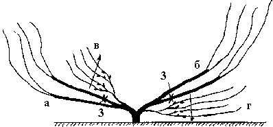 Иллюстрация к книге — Виноград вашего сада в средней полосе России [_64.jpg]