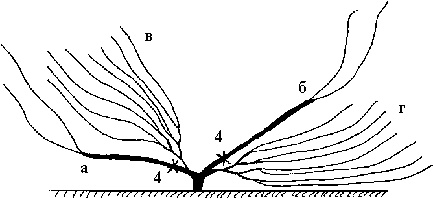 Иллюстрация к книге — Виноград вашего сада в средней полосе России [_65.jpg]