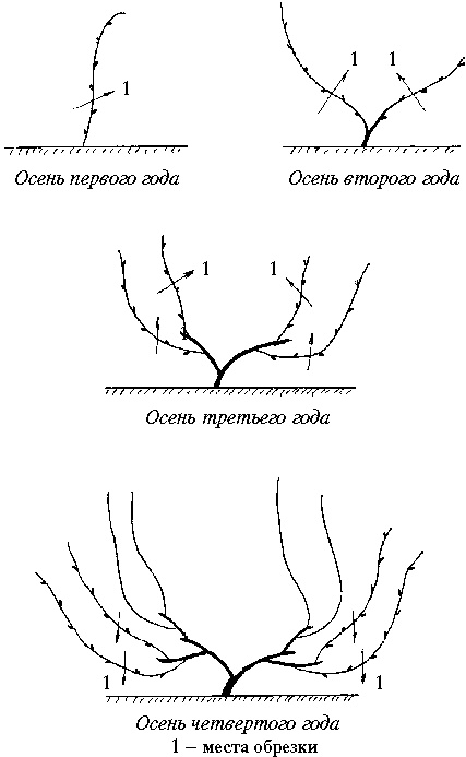 Иллюстрация к книге — Виноград вашего сада в средней полосе России [_67.jpg]